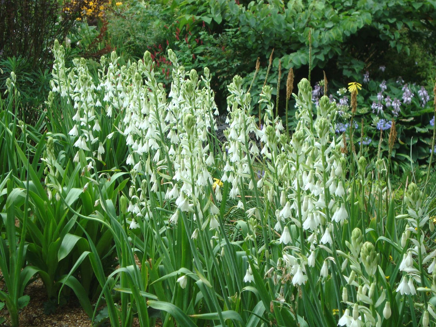 Galtonia candicans Weißblühende Sommerhyazinthe