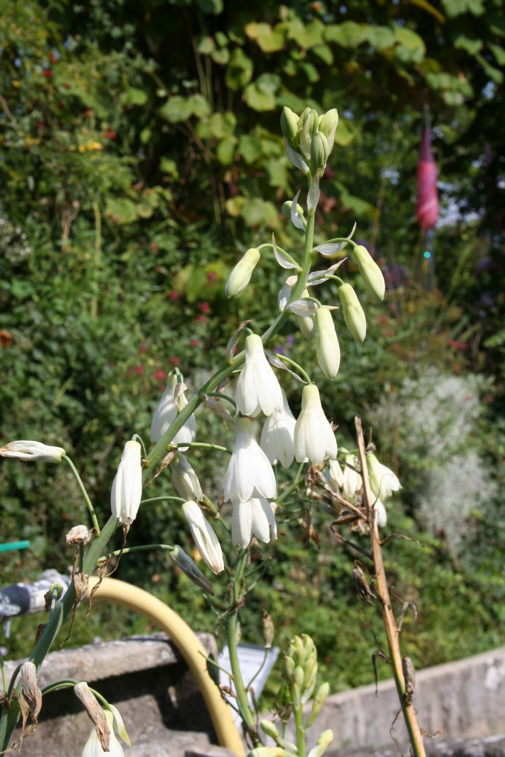 Galtonia candicans (Weißblühende Sommerhyazinthe)