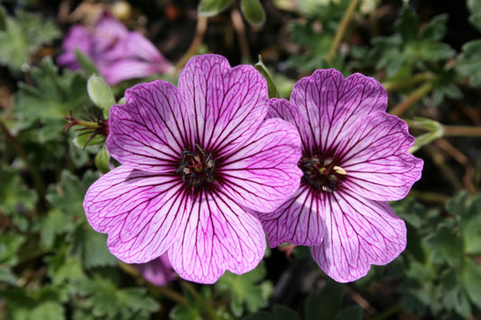Geranium cinereum 'Ballerina' Grauer Storchschnabel