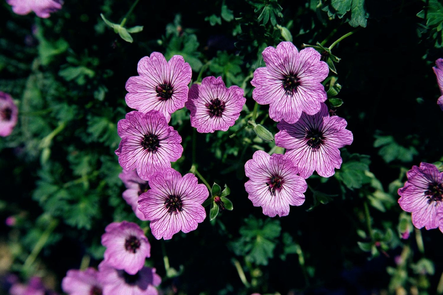 Geranium cinereum 'Ballerina' (Grauer Storchschnabel)