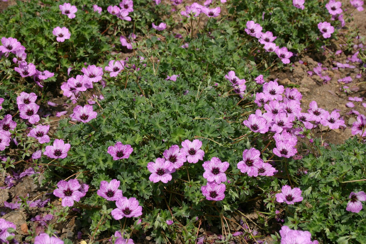 Geranium cinereum 'Ballerina' (Grauer Storchschnabel)