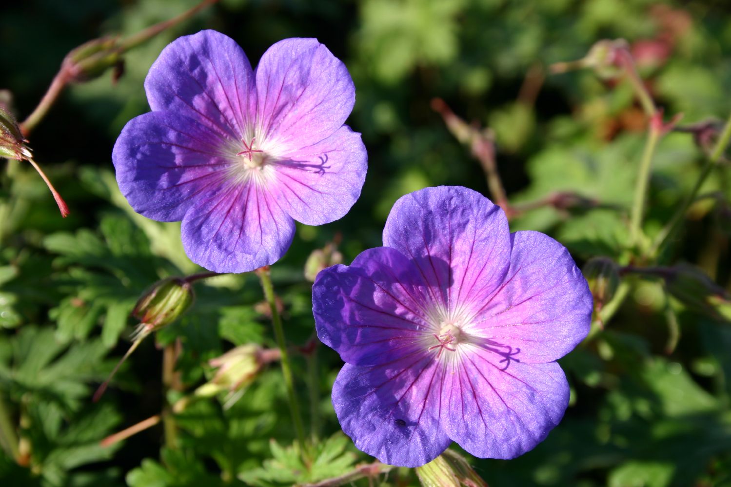 Geranium himalayense 'Gravetye' Himalaya-Storchschnabel