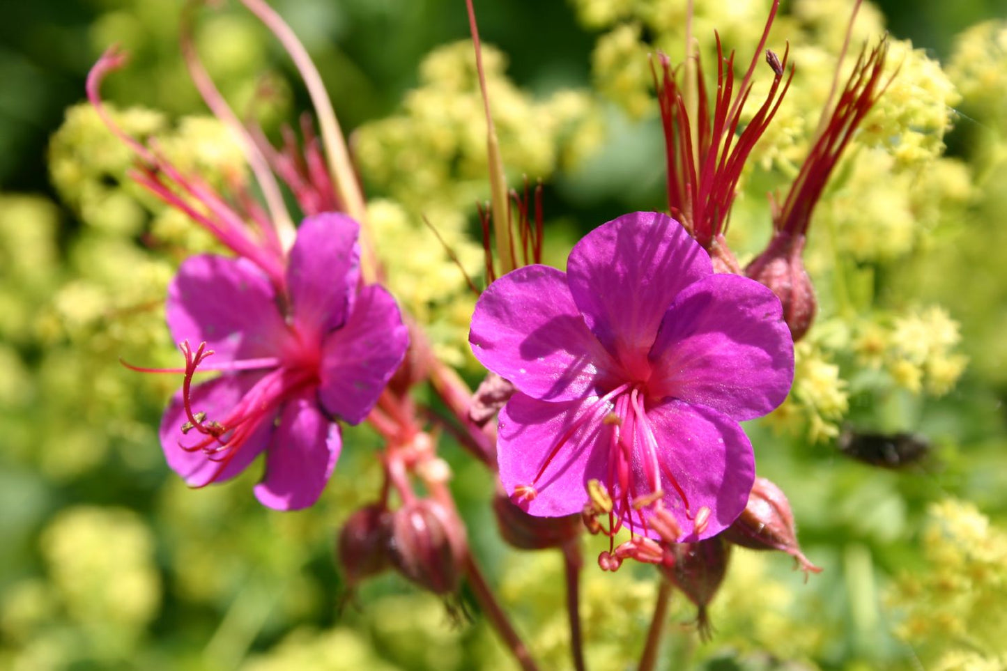 Geranium macrorrhizum 'Czakor' Garten-Storchschnabel