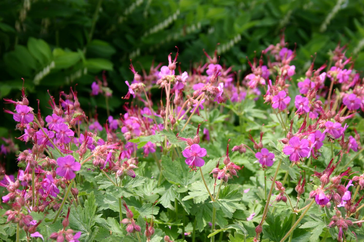Geranium macrorrhizum 'Czakor' (Garten-Storchschnabel)