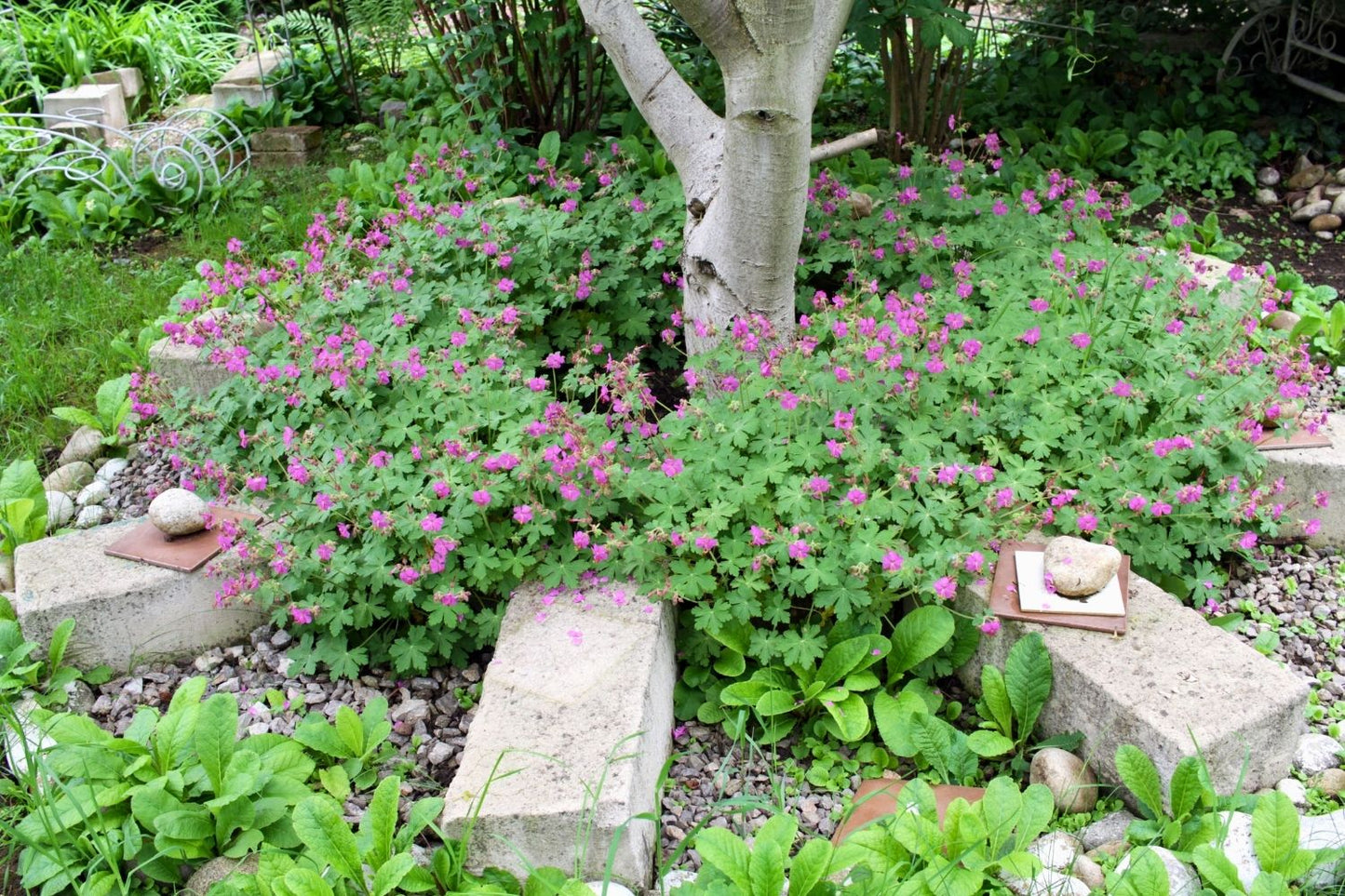 Geranium macrorrhizum 'Czakor' (Garten-Storchschnabel)