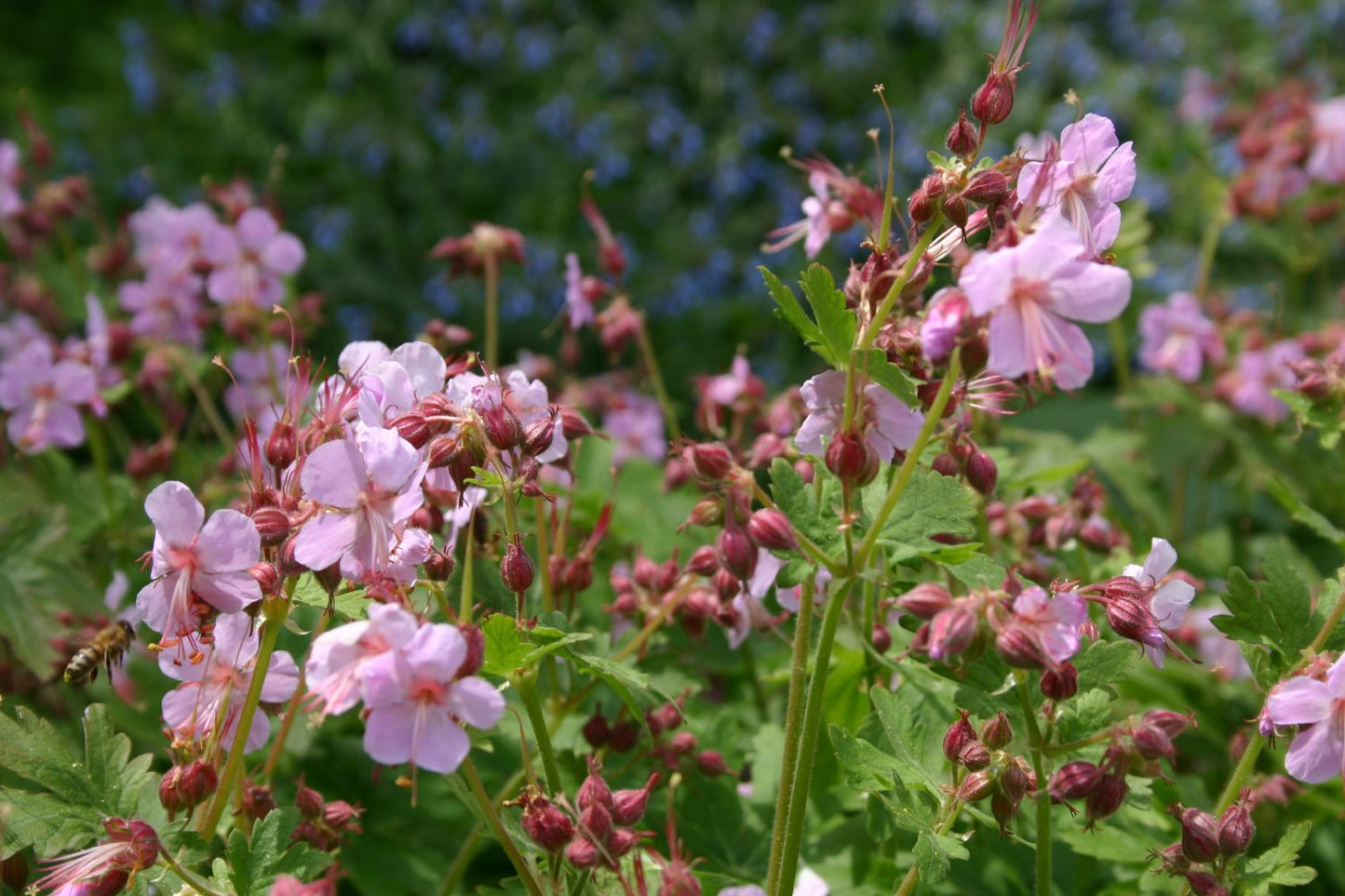 Geranium macrorrhizum 'Ingwersen' Garten-Storchschnabel