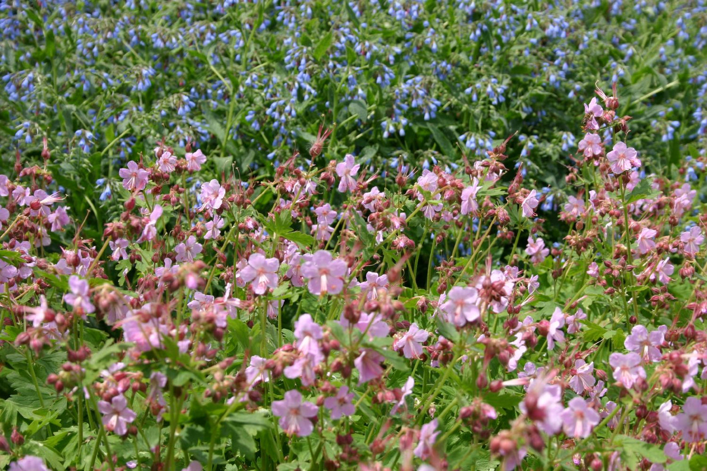 Geranium macrorrhizum 'Ingwersen' (Garten-Storchschnabel)