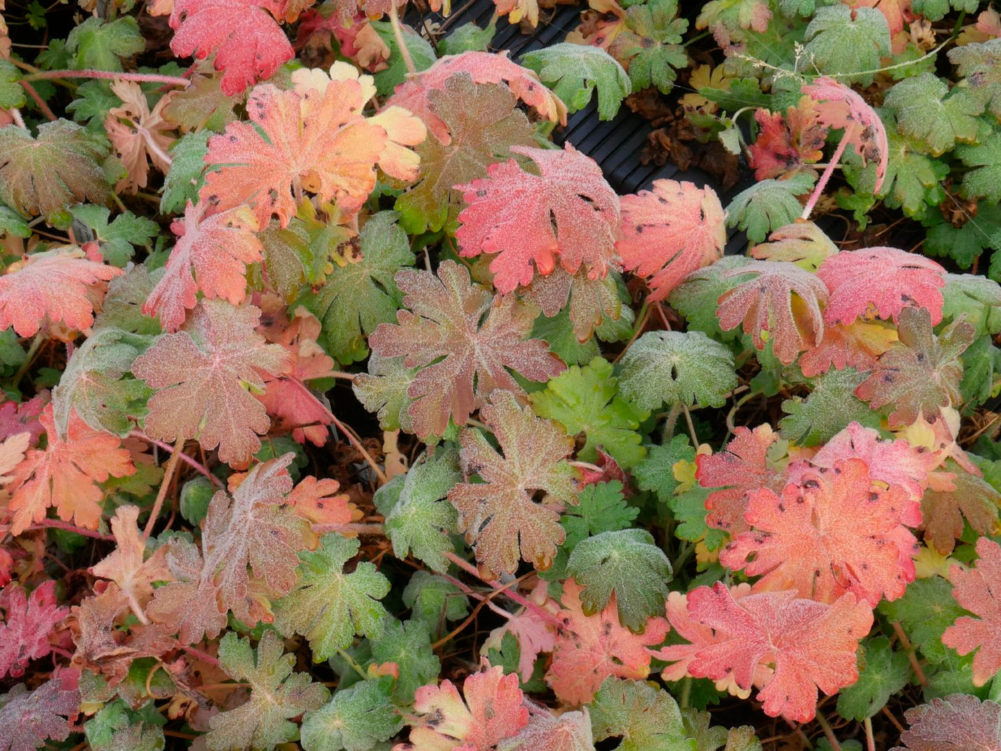 Geranium macrorrhizum 'Ingwersen' (Garten-Storchschnabel)