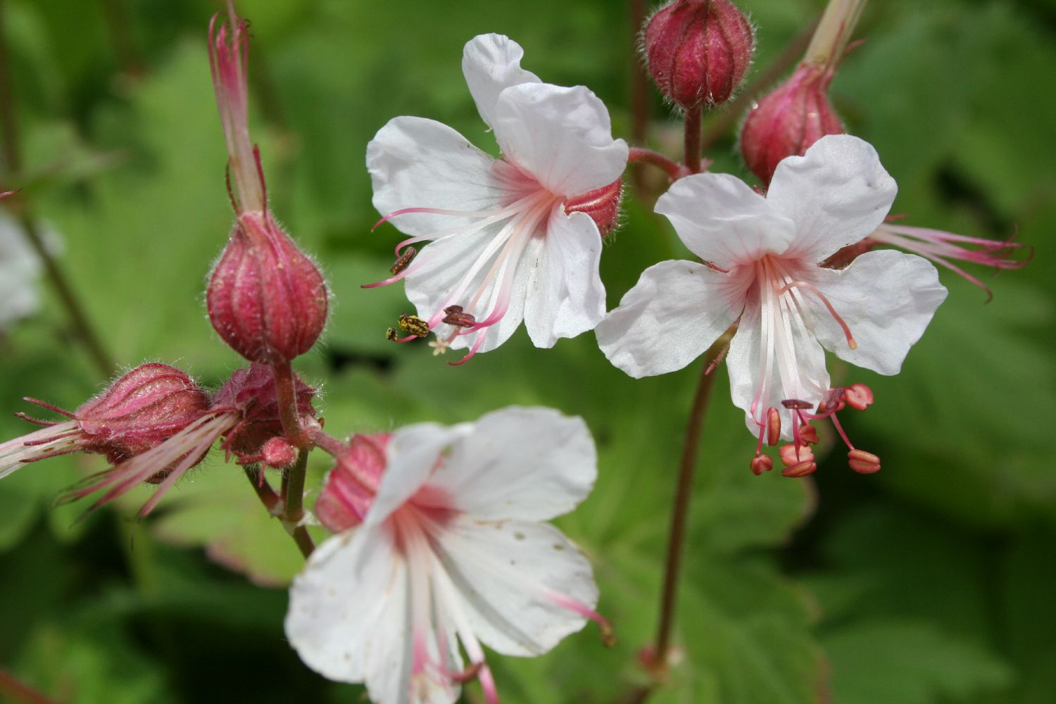 Geranium macrorrhizum 'Spessart' Balkan-Storchschnabel