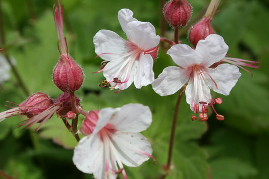 Geranium macrorrhizum 'Spessart' Balkan-Storchschnabel