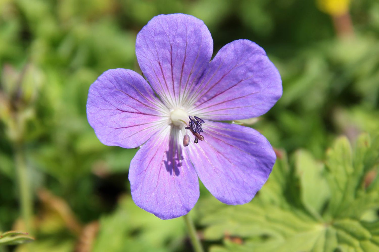 Geranium pratense Wiesen-Storchschnabel Geranium pratense Wiesen-Storchschnabel