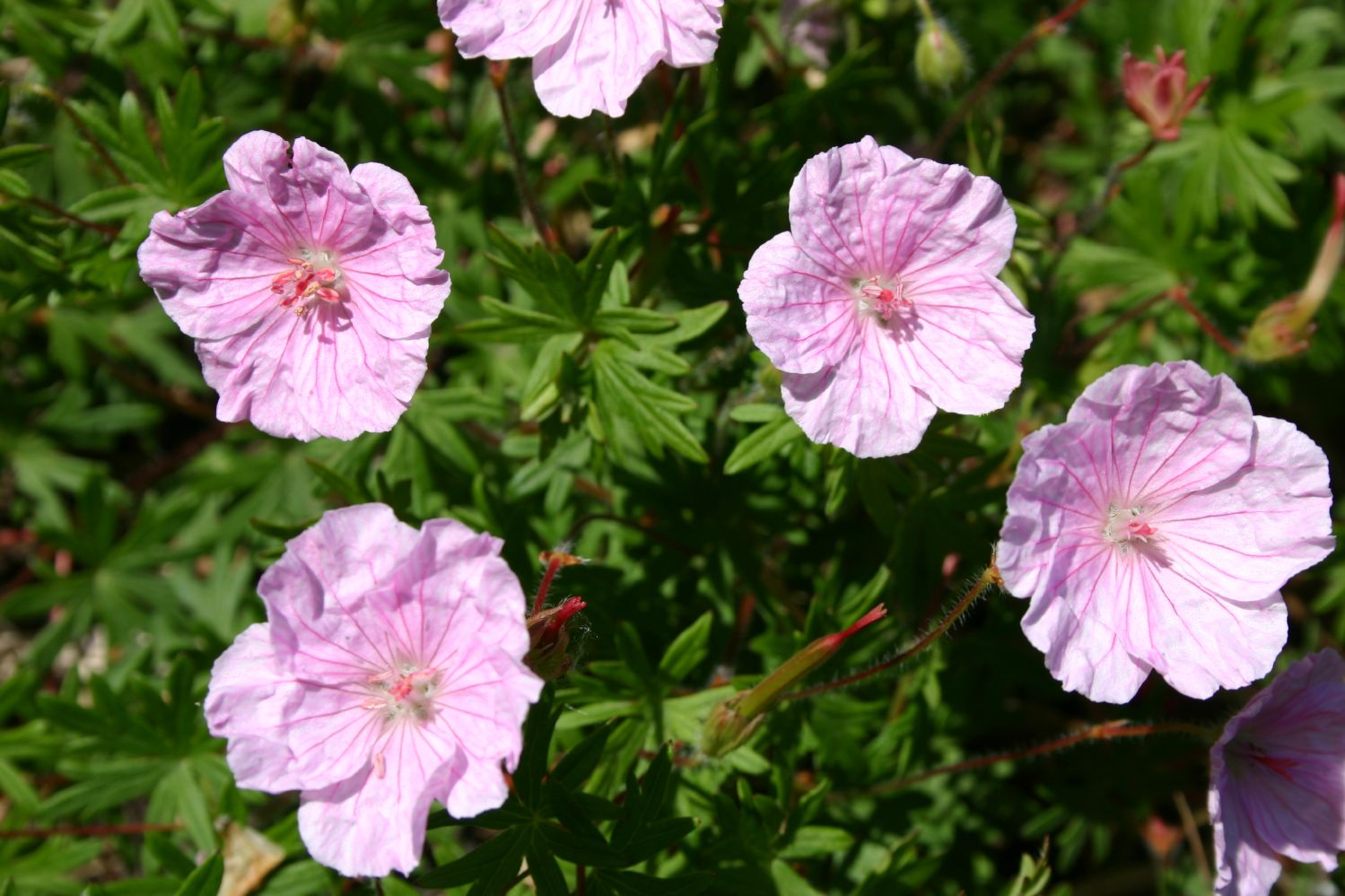 Geranium sanguineum var. striatum Blut-Storchschnabel