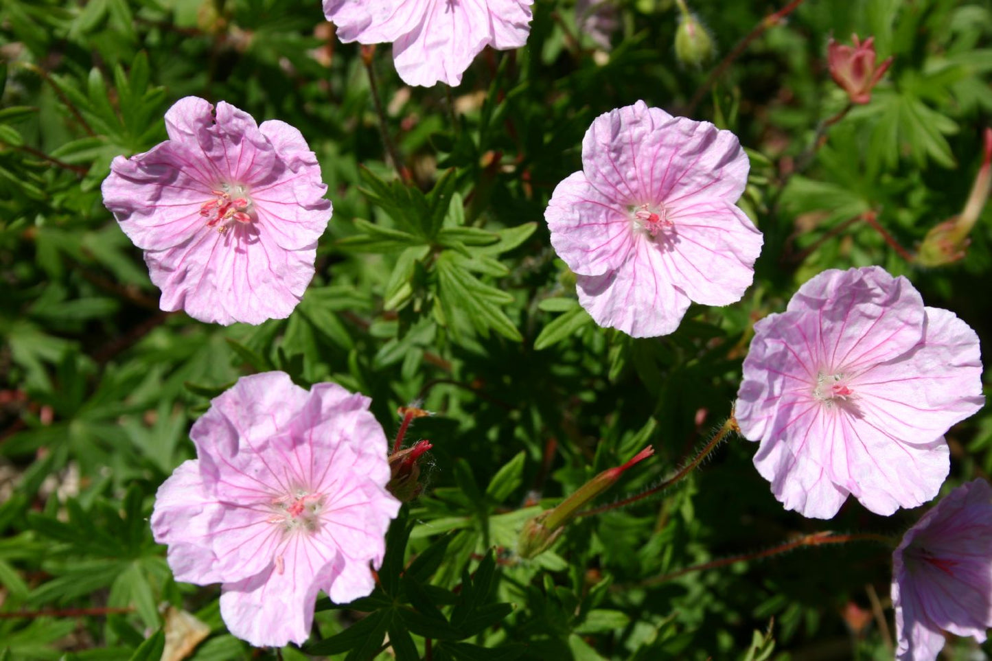 Geranium sang.var.striatum Blut-Storchschnabel