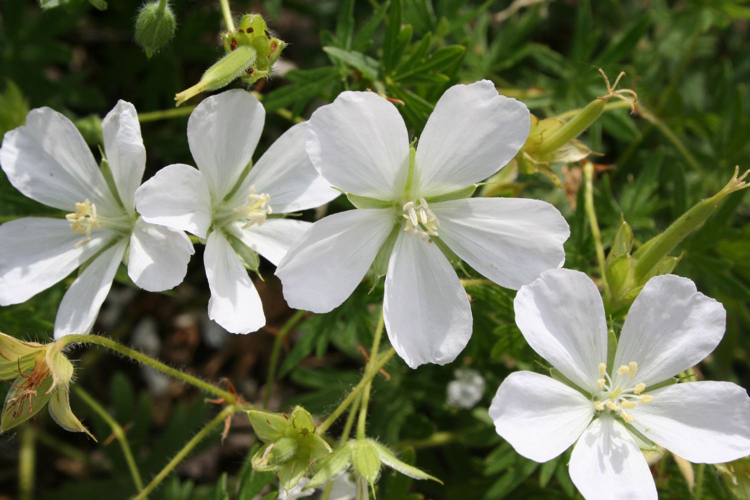 Geranium sanguineum 'Album' Blut-Storchschnabel