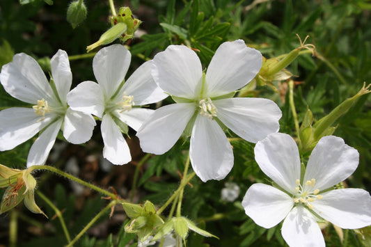 Geranium sanguineum 'Album' Blut-Storchschnabel