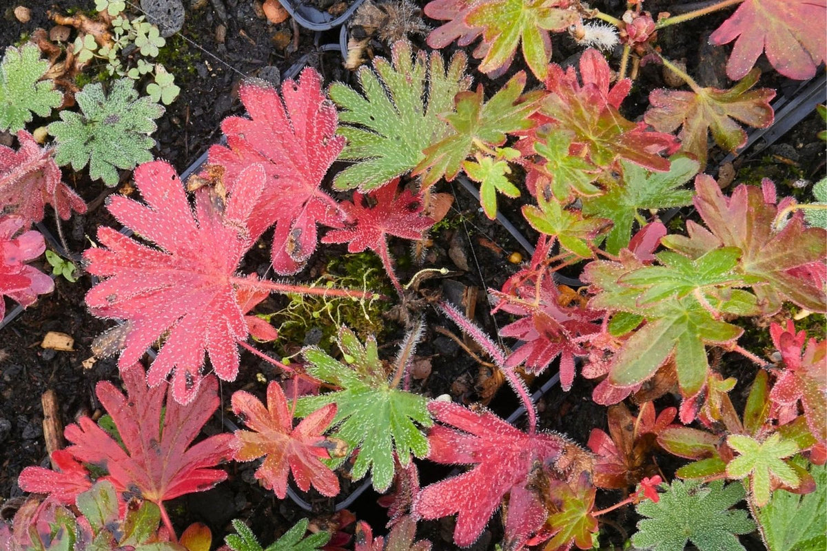 Geranium sanguineum 'Elsbeth' (Blutstorchschnabel)