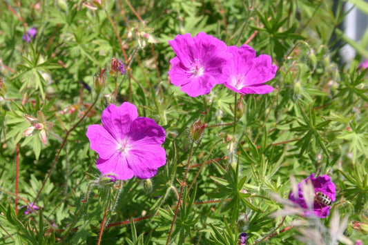 Geranium sanguineum Blutstorchschnabel