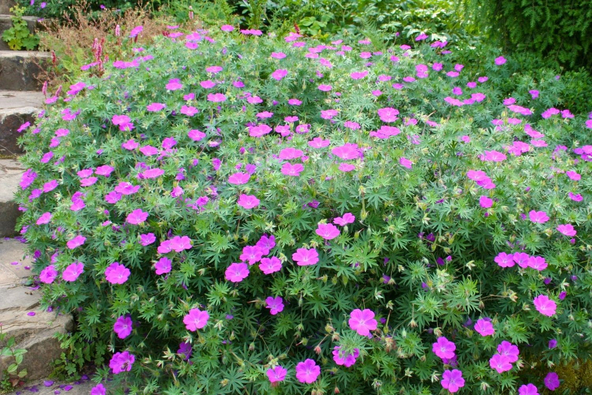 Geranium sanguineum (Blutstorchschnabel)