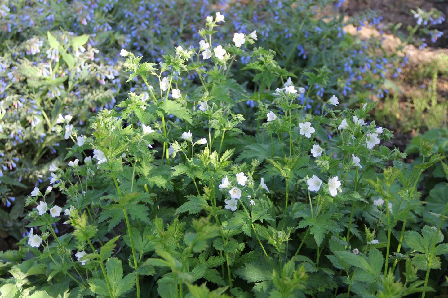 Geranium sylvaticum 'Album' (Wald-Storchschnabel)