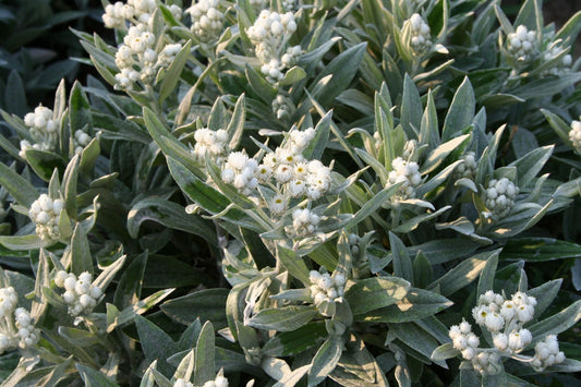 Anaphalis triplinervis 'Sommerschnee' Perlkörbchen