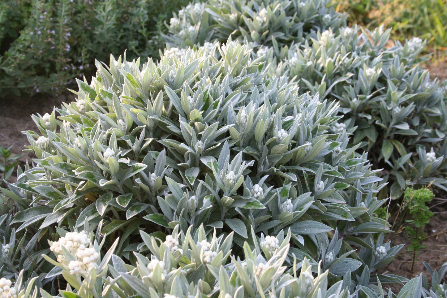 Anaphalis triplinervis 'Sommerschnee' (Perlkörbchen)