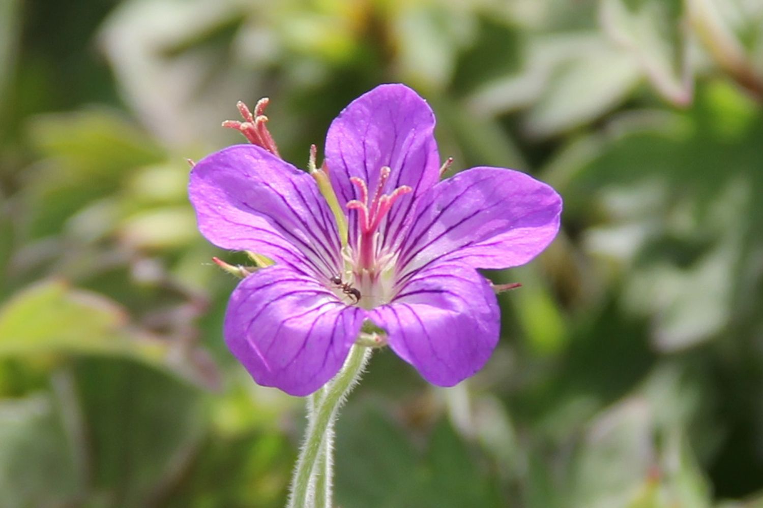 Geranium wlassovianum Wlassovs Storchschnabel