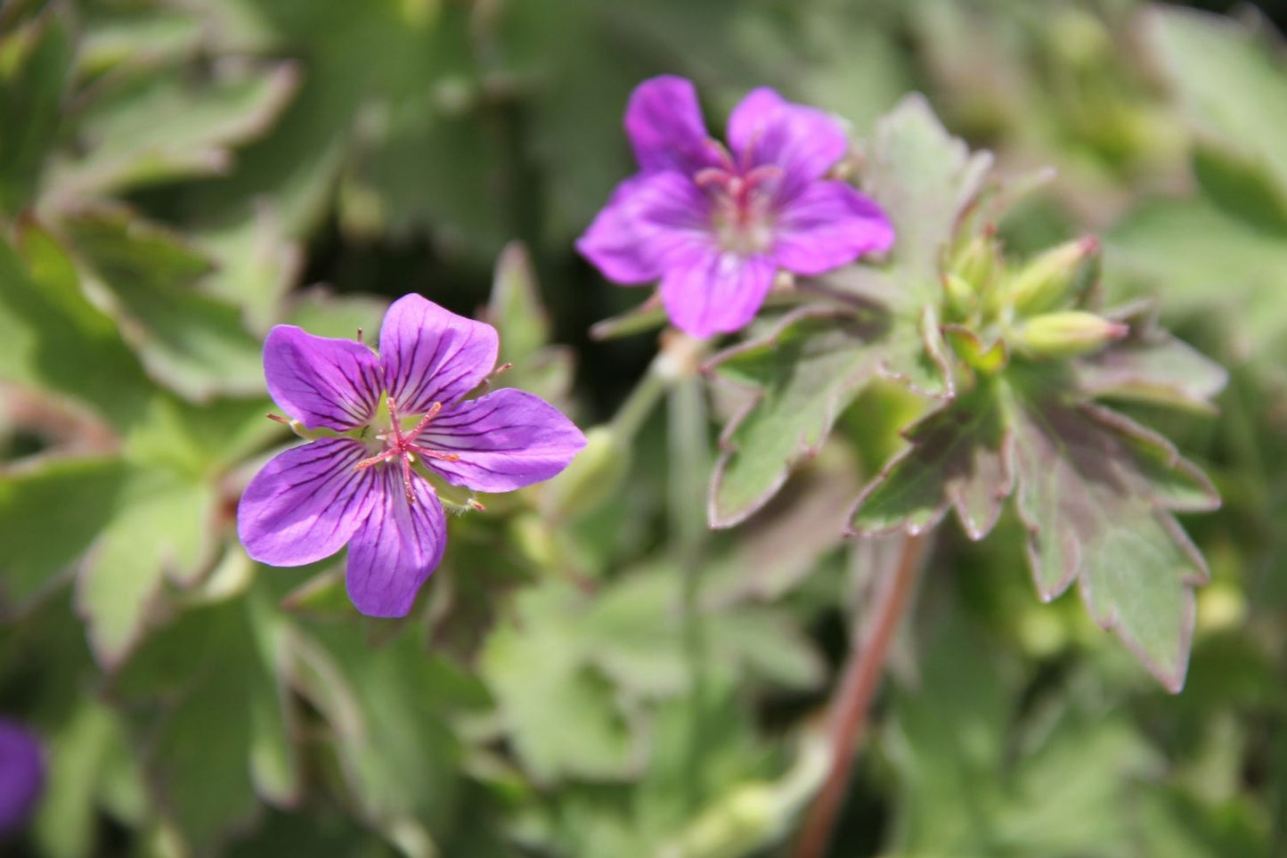 Geranium wlassovianum (Wlassovs Storchschnabel)