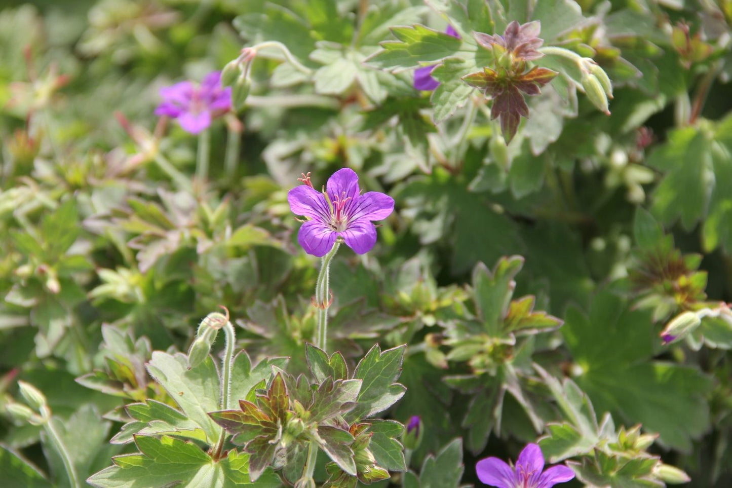 Geranium wlassovianum (Wlassovs Storchschnabel)