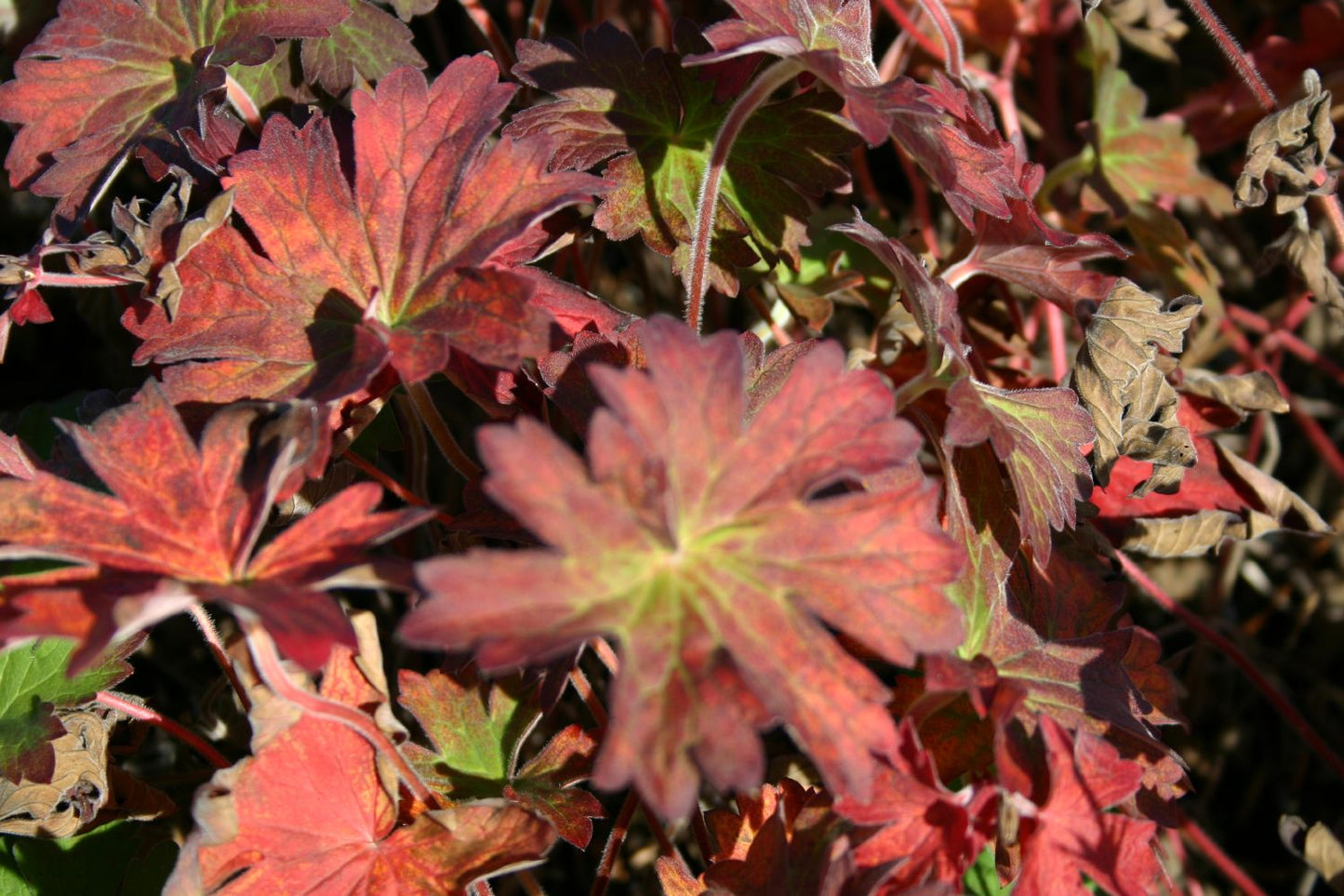 Geranium wlassovianum (Wlassovs Storchschnabel)
