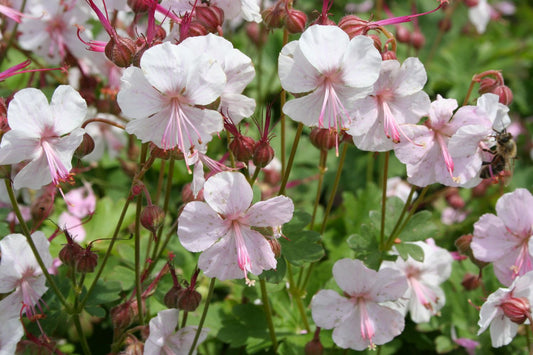 Geranium x cantabrigiense 'Biokovo' Cambridge-Storchschnabel