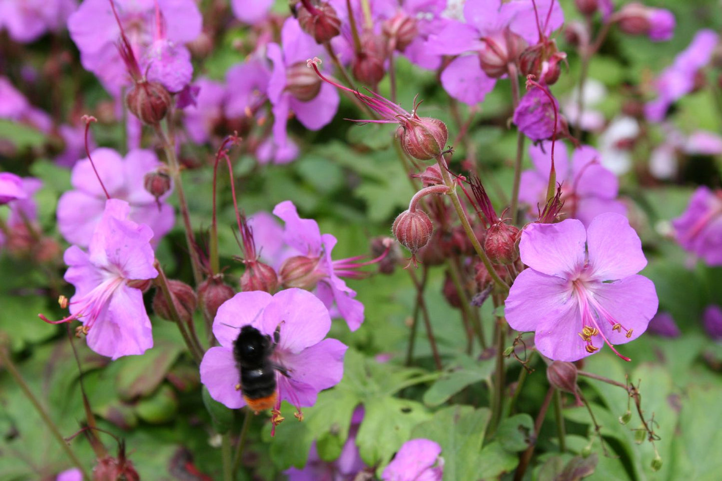 Geranium x cantabrigiense 'Karmina' Cambridge-Storchschnabel
