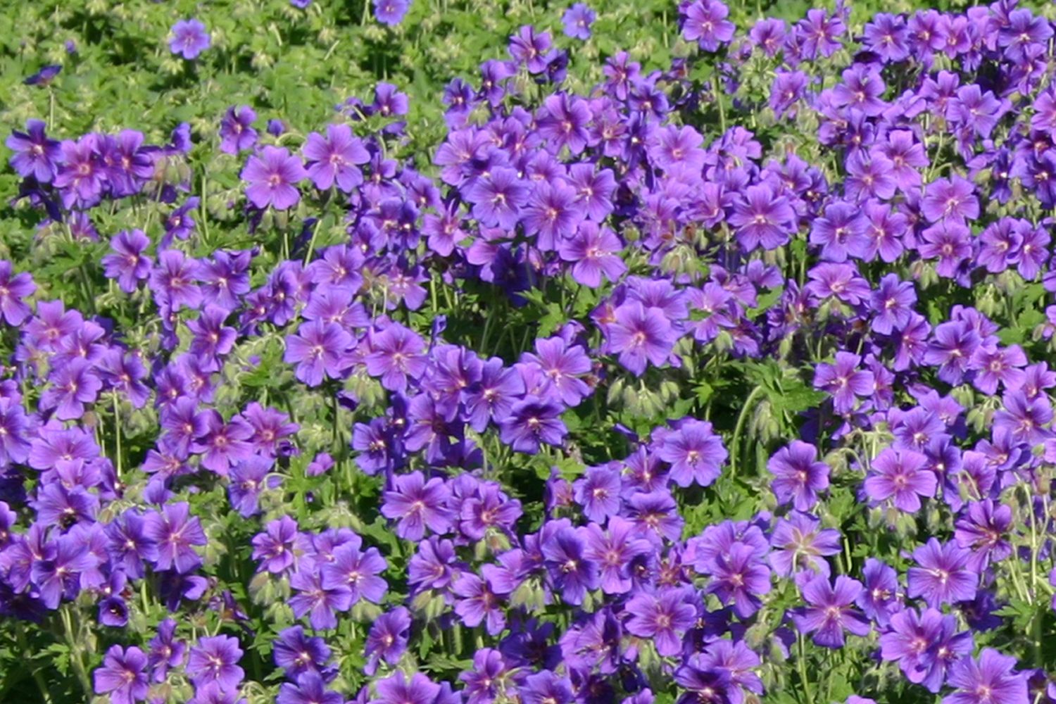 Geranium x magnificum Prächtiger Storchschnabel
