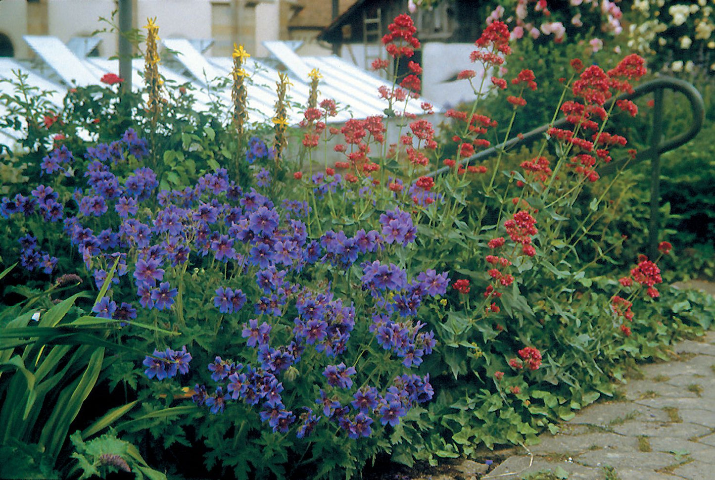 Geranium x magnificum (Prächtiger Storchschnabel)