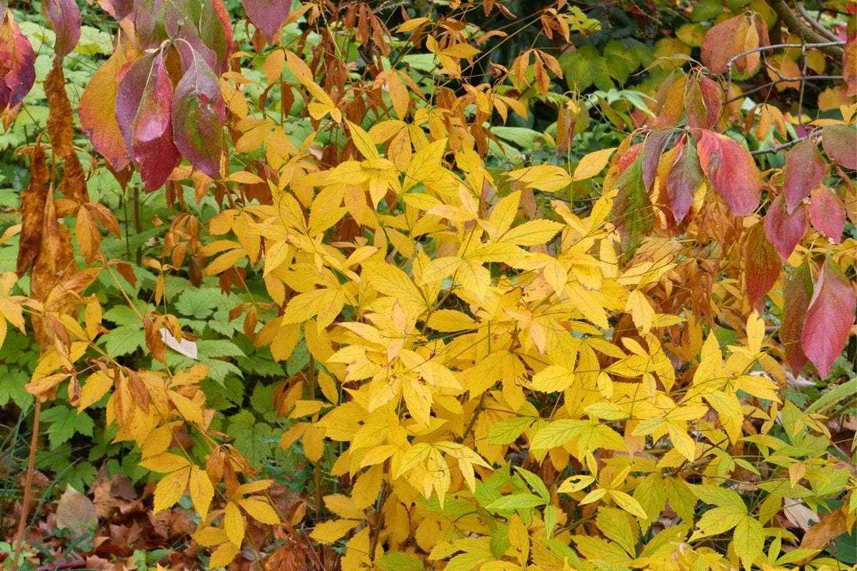 Gillenia trifoliata (Dreiblattspiere)