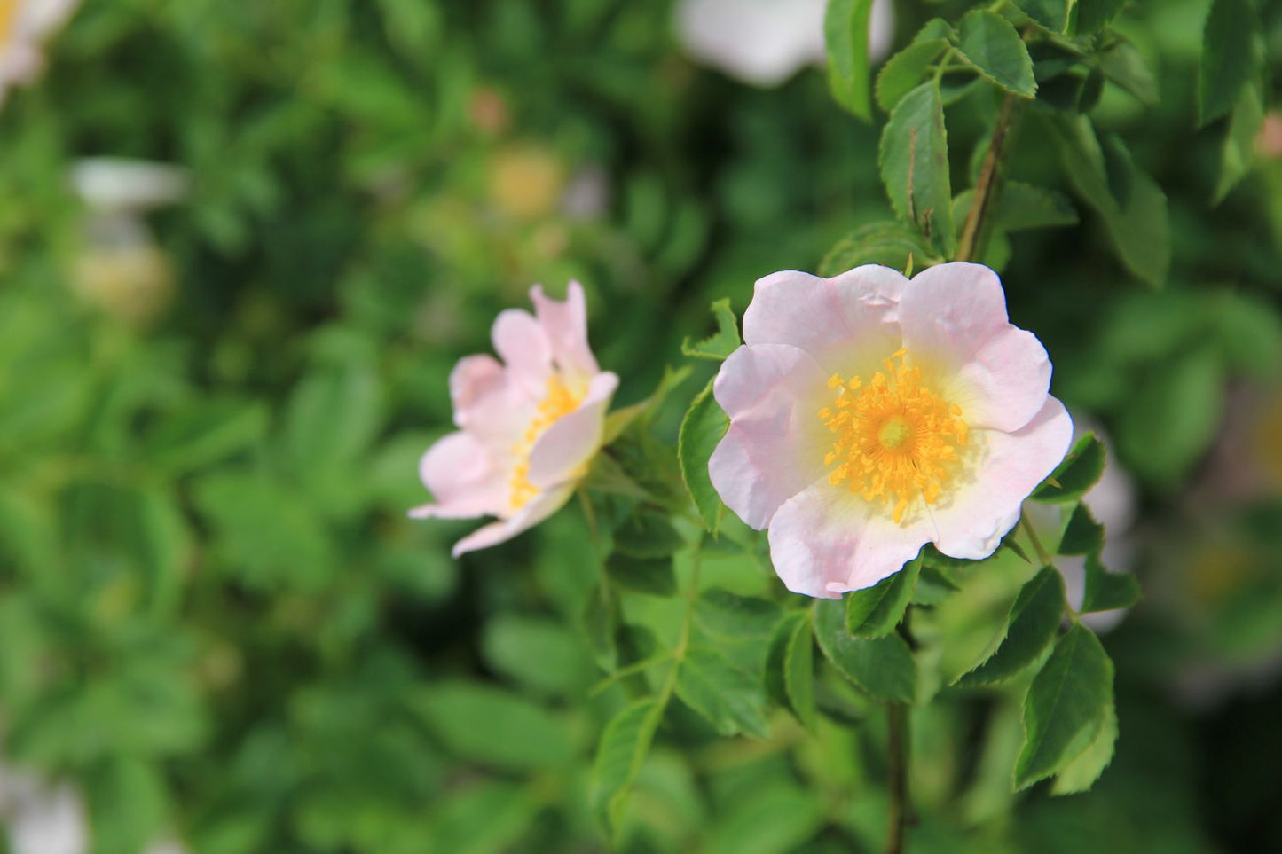 Rose canina Hundsrose