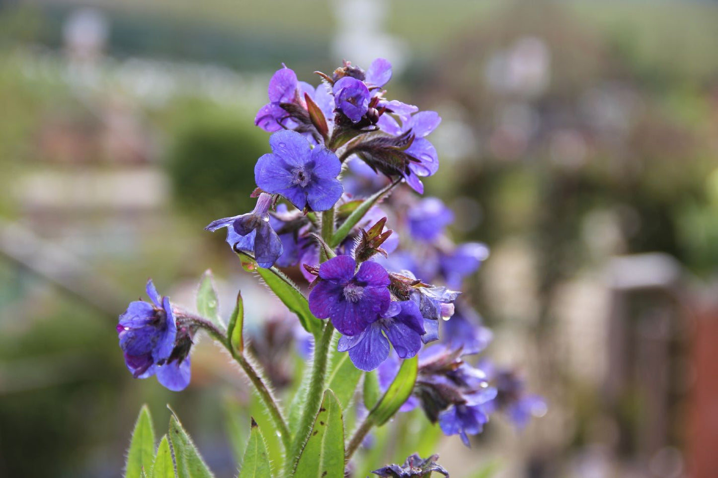 Anchusa azurea 'Loddon Royalist' Große Garten-Ochsenzunge