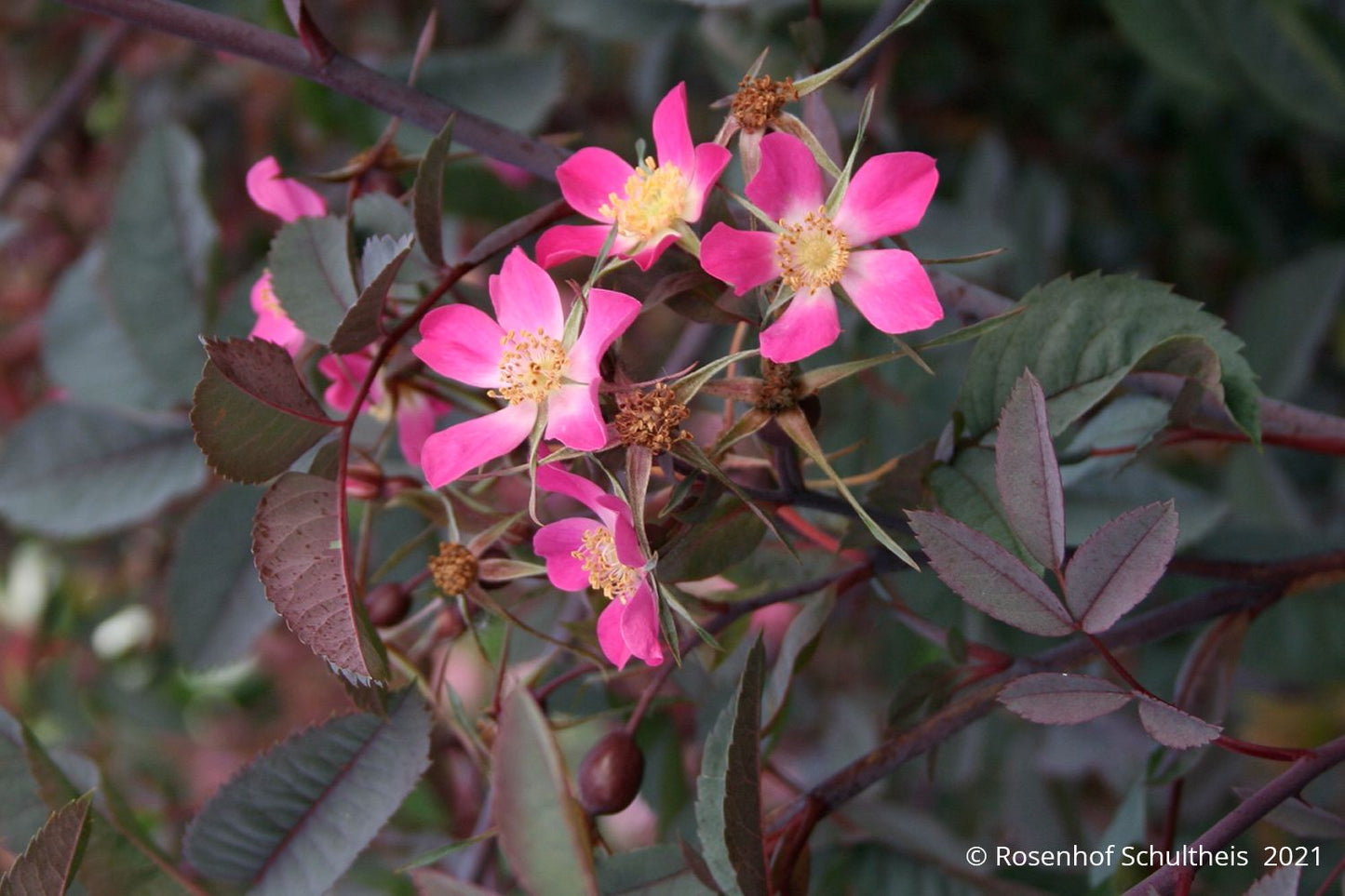 Rose glauca Hechtrose