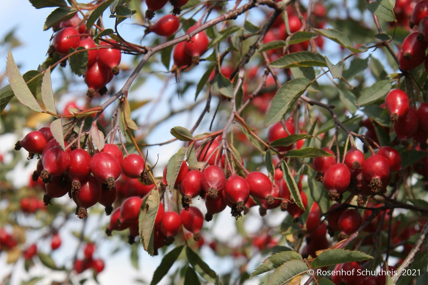 Rose glauca (Hechtrose)