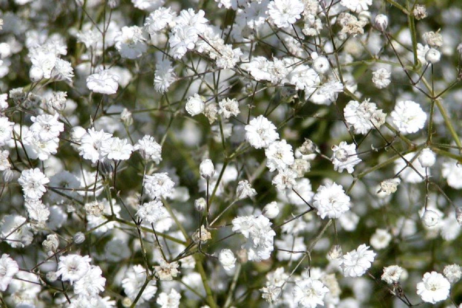 Gypsophila paniculata 'Bristol Fairy' Gefülltblühendes Schleierkraut