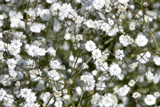 Gypsophila paniculata 'Bristol Fairy' Gefülltblühendes Schleierkraut