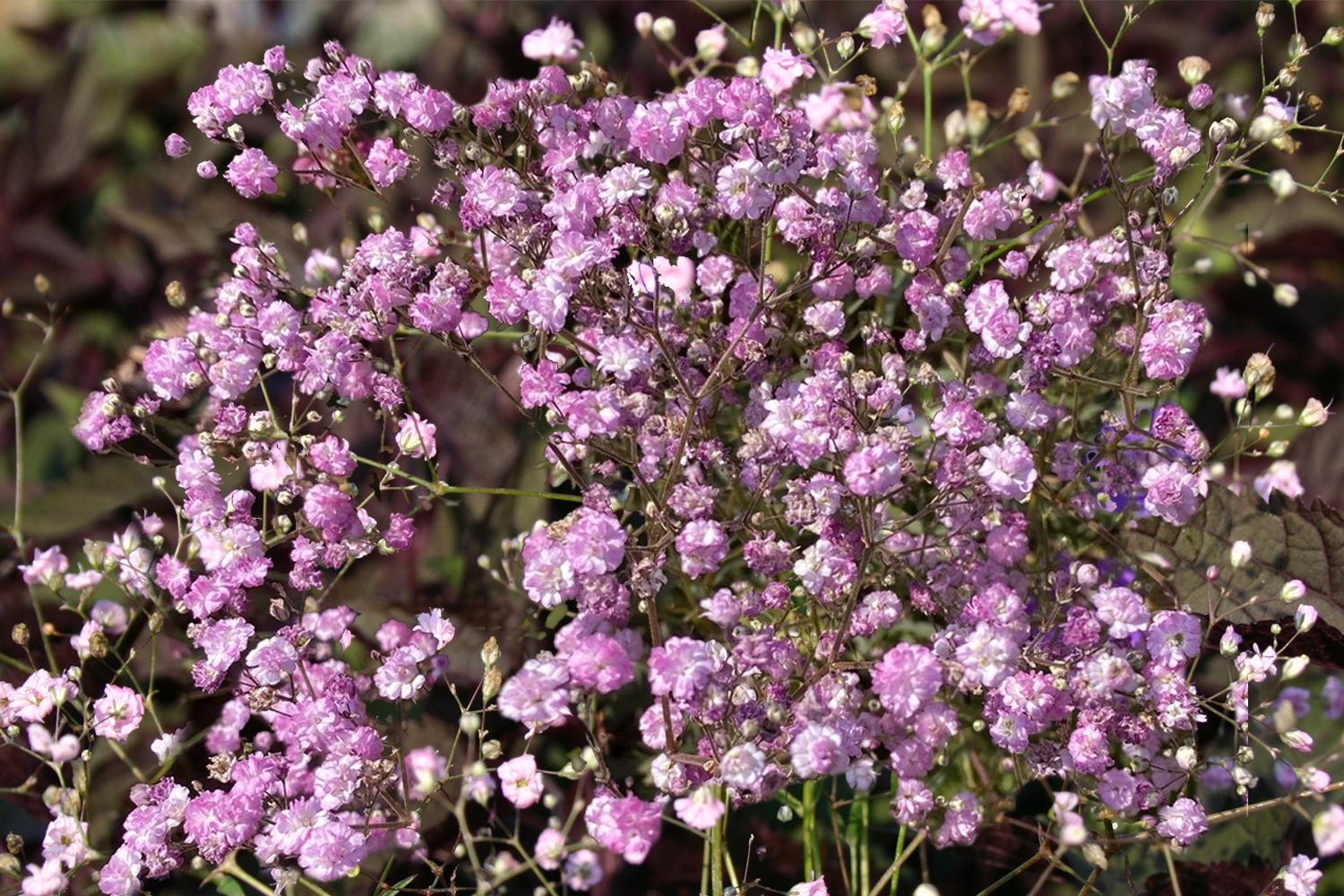 Gypsophila paniculata 'Flamingo' Gefülltes Schleierkraut