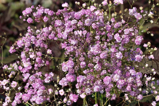 Gypsophila paniculata 'Flamingo' Gefülltes Schleierkraut