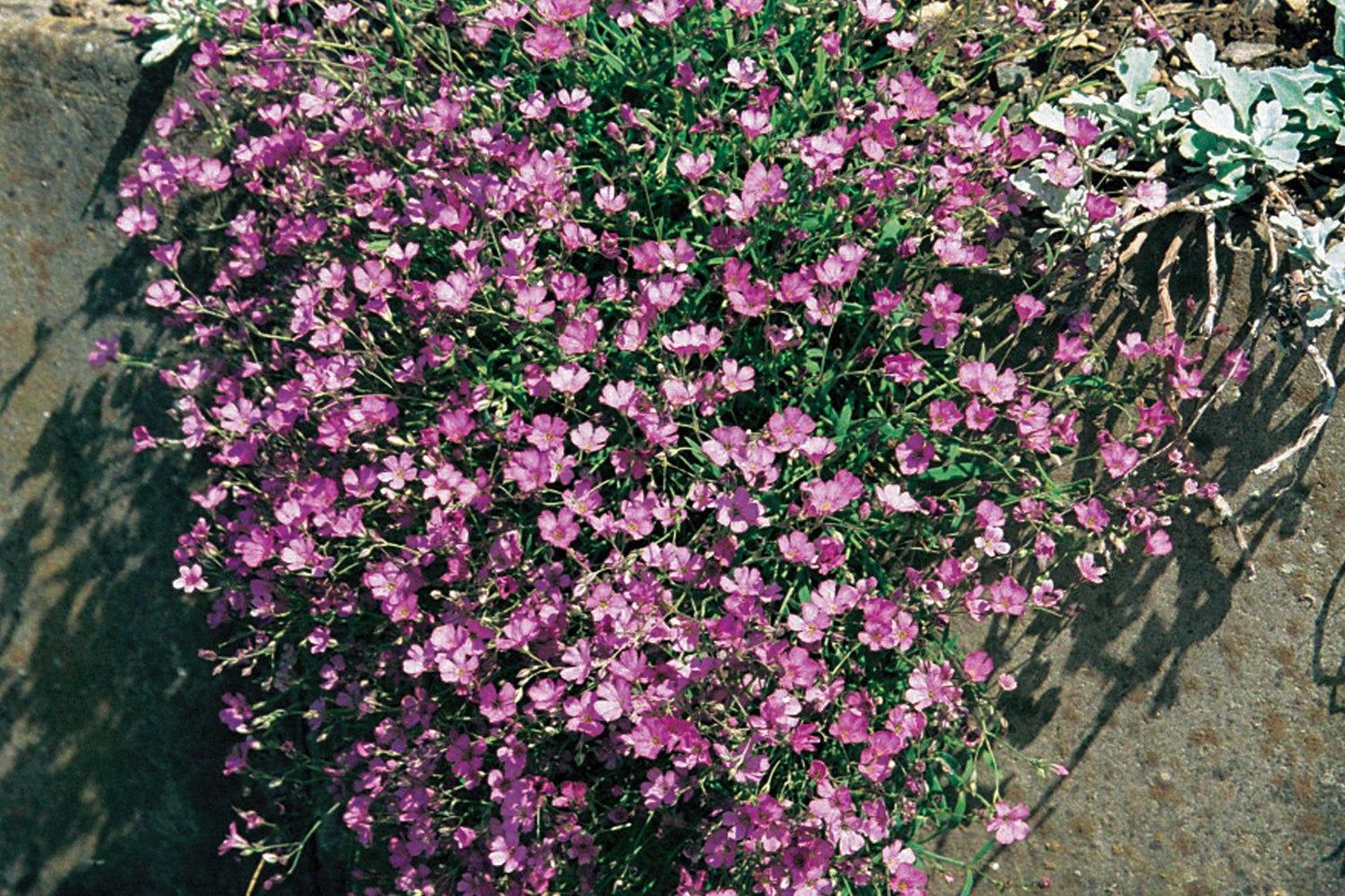 Gypsophila repens 'Rosa Schönheit' Kriechendes Schleierkraut
