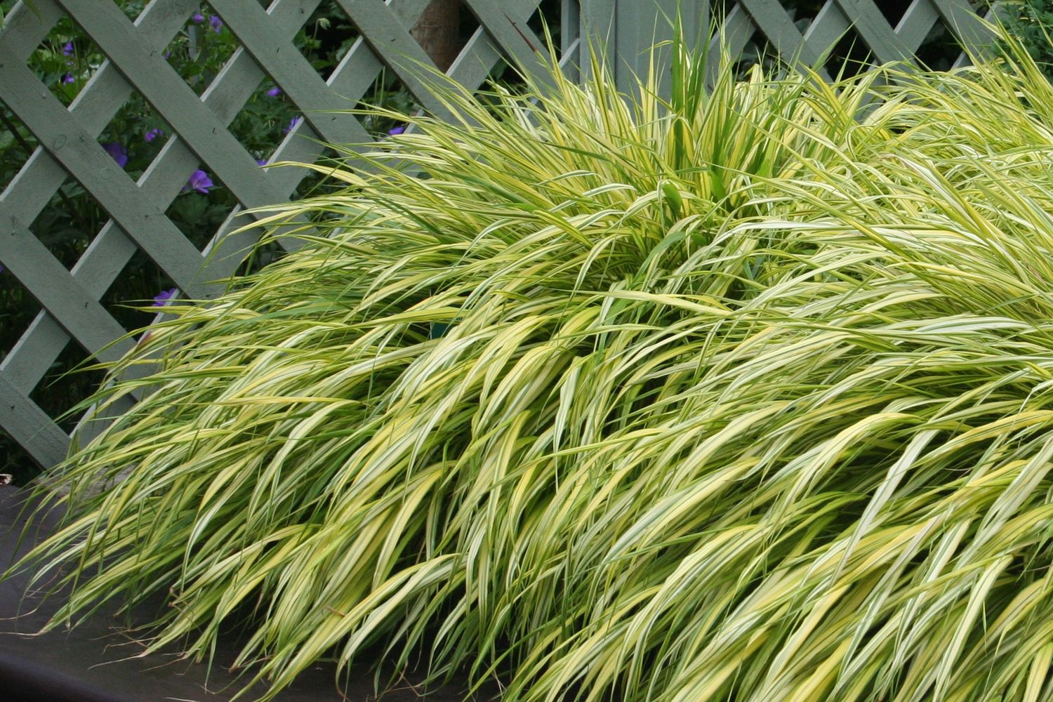 Hakonechloa macra 'Aureola' Japanisches Gold Berggras