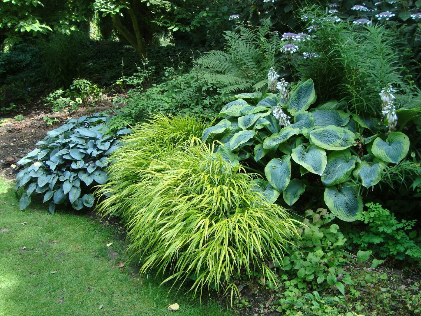 Hakonechloa macra 'Aureola' (Japanisches Gold Berggras)