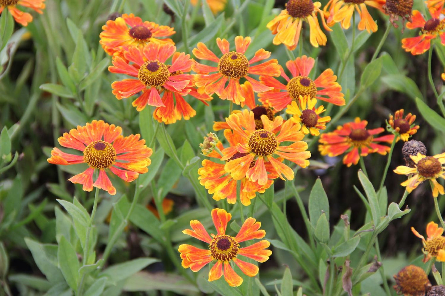 Helenium 'Waltraud' (Sonnenbraut) Helenium 'Waltraud' (Sonnenbraut)