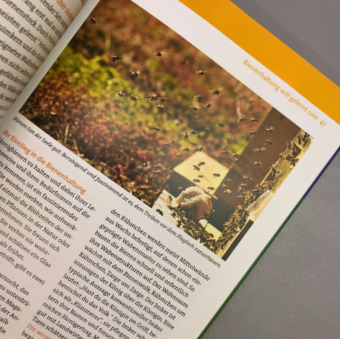 Wir tun was für die Bienen (Cornelis Hemmer)