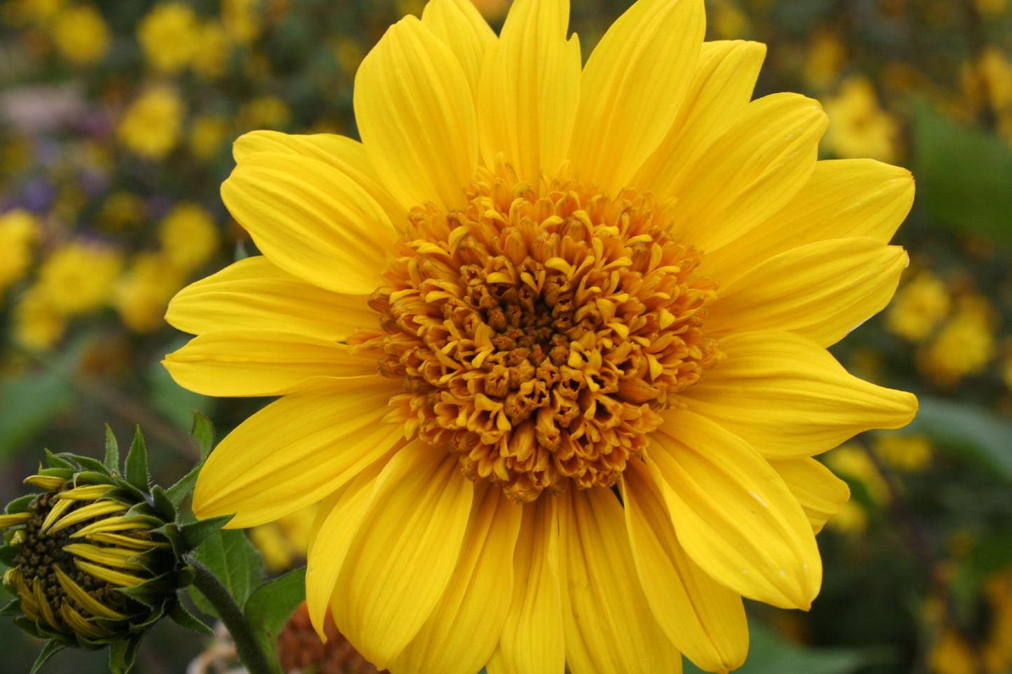 Helianthus decapetalus 'Capenoch Star' Staudensonnenblume