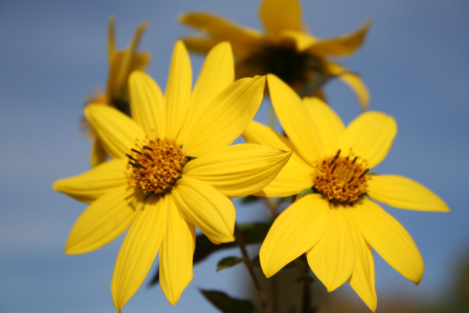 Helianthus microcephalus Kleinblumige Staudensonnenblume