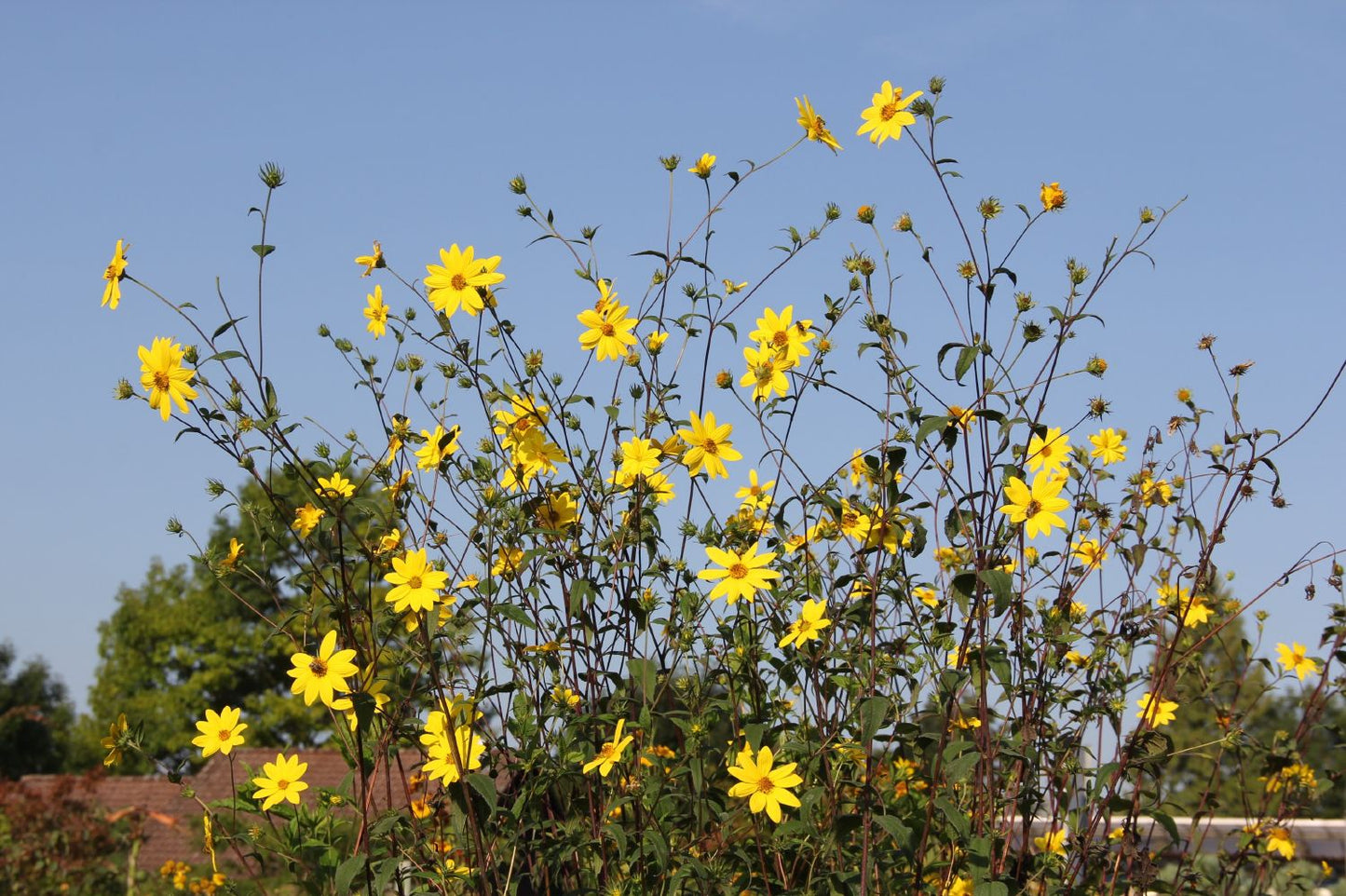 Helianthus microcephalus (Kleinblumige Staudensonnenblume)